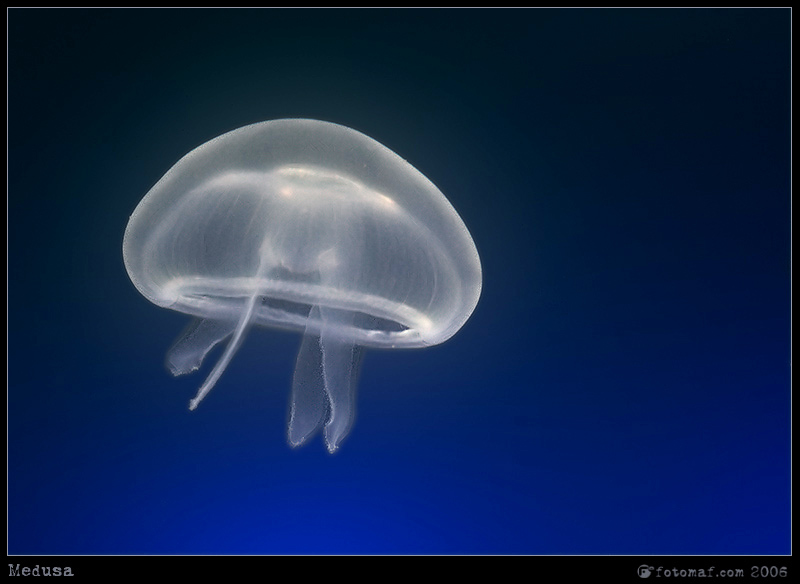 Medusa.jpg