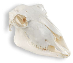 crani-ovella.jpg