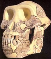 [Austrolophitecus] [afarensis]