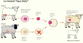 M�tode ovella Dolly