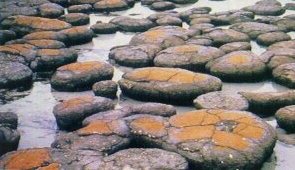 Tapices bacterianos petrificados