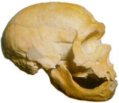 Hombre de Neandertal