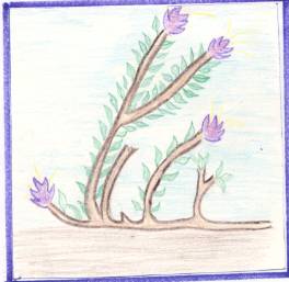 el cabell de la Mare de D�u