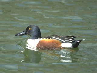 anascly.jpg (19185 bytes)