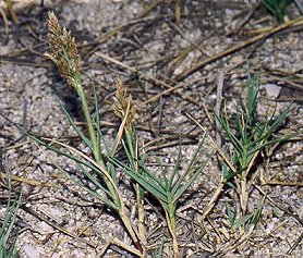 equino.jpg (34604 bytes)