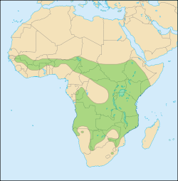Distribució dels lleons a Àfrica