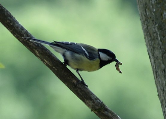 Mallerenga Carbonera - 33c, (Parus major), Pep Companyó - Barraló