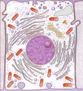 cèl·lula