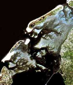 frisies.jpg (20207 bytes)