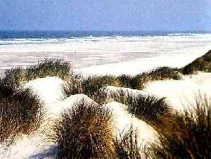 tersxell.jpg (18415 bytes)